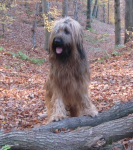 ruede22011